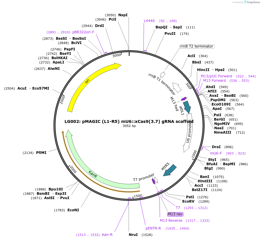 121816-plasmid-map-sequence-id-237364