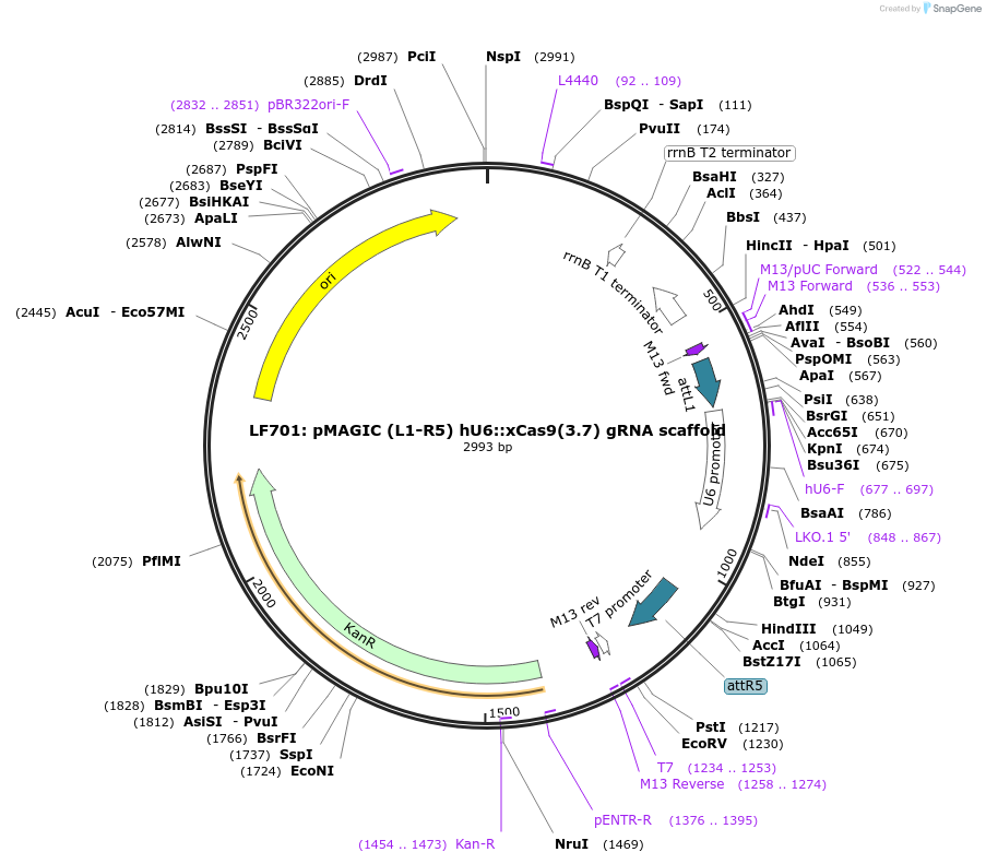 121817-plasmid-map-sequence-id-237365