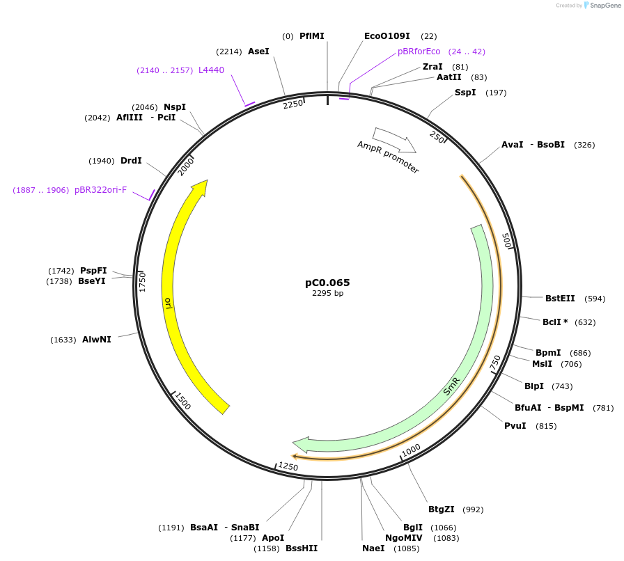 119659-plasmid-map-sequence-id-237366