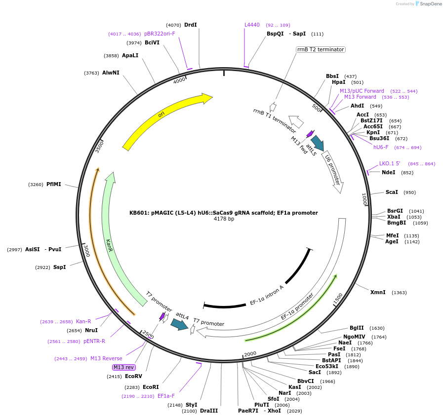121819-plasmid-map-sequence-id-237368