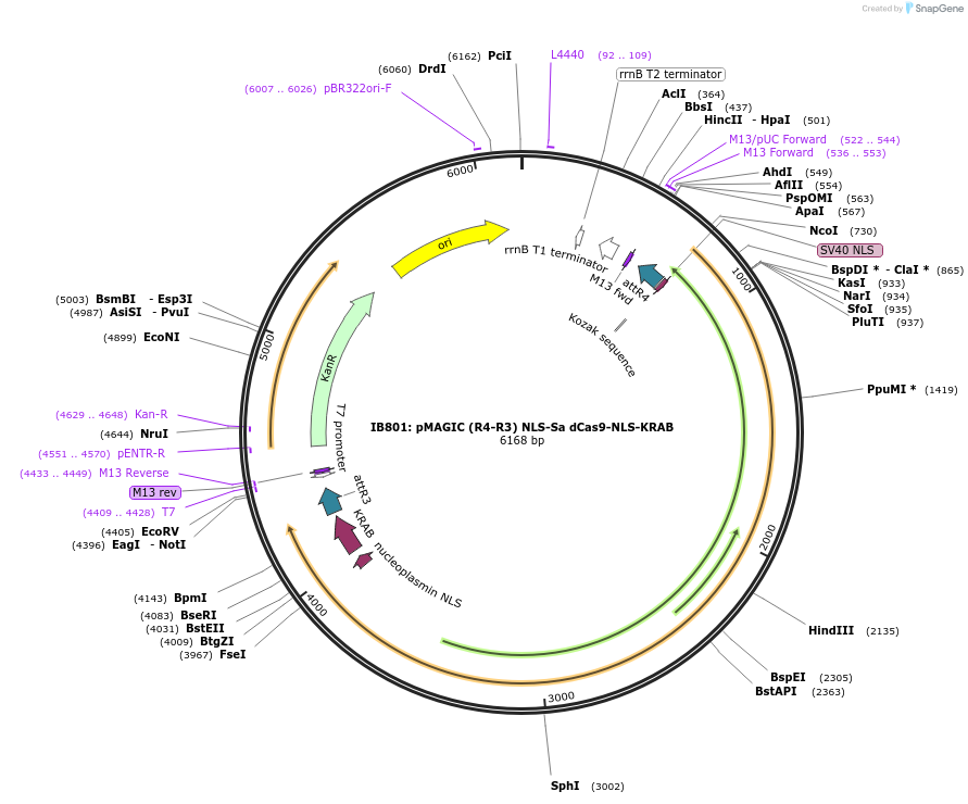 121823-plasmid-map-sequence-id-237375