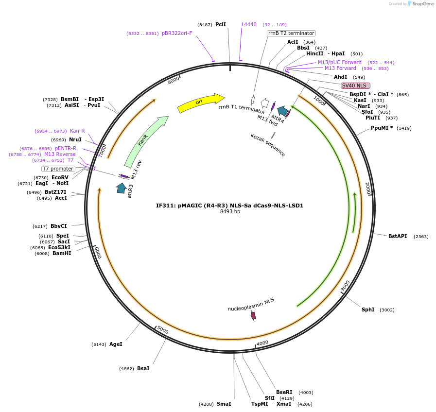 121824-plasmid-map-sequence-id-237376