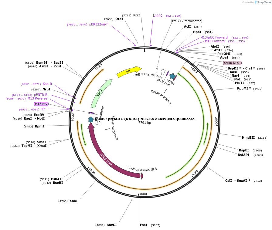 121825-plasmid-map-sequence-id-237377