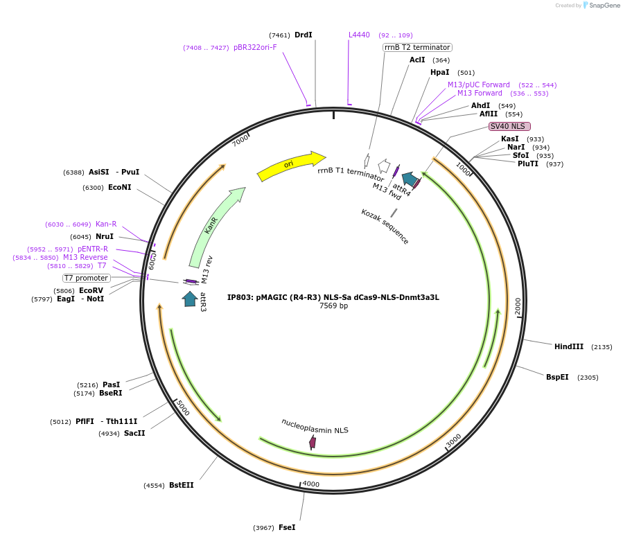 121826-plasmid-map-sequence-id-237378
