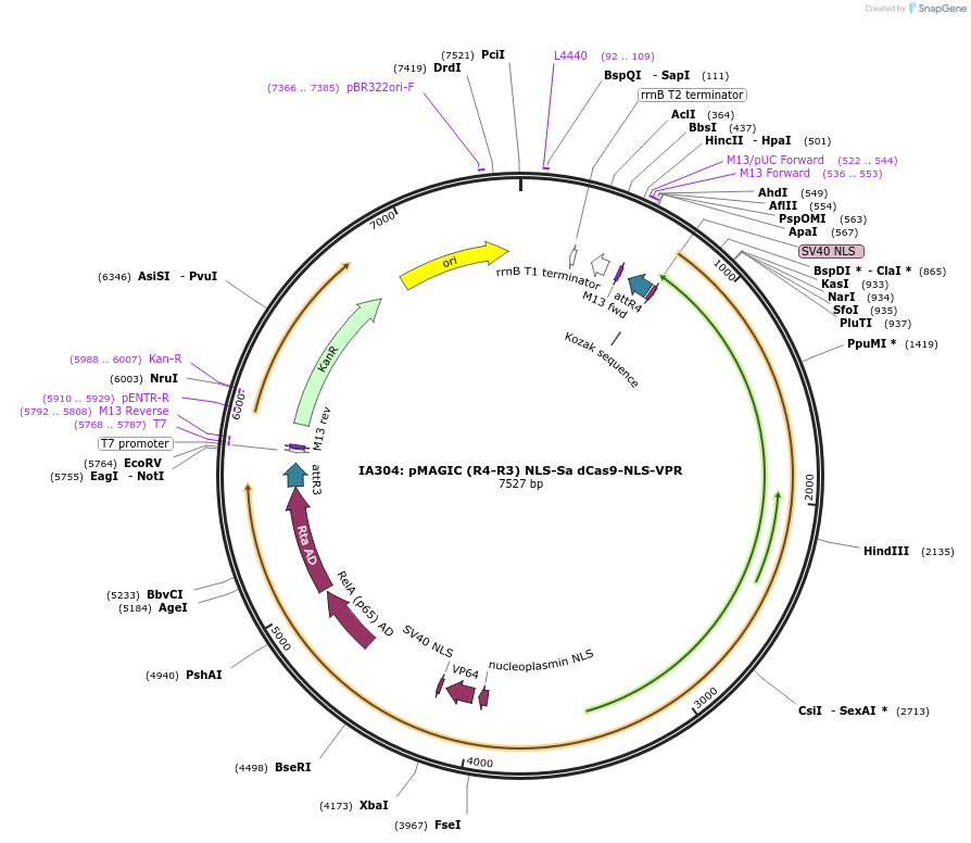 121822-plasmid-map-sequence-id-237380