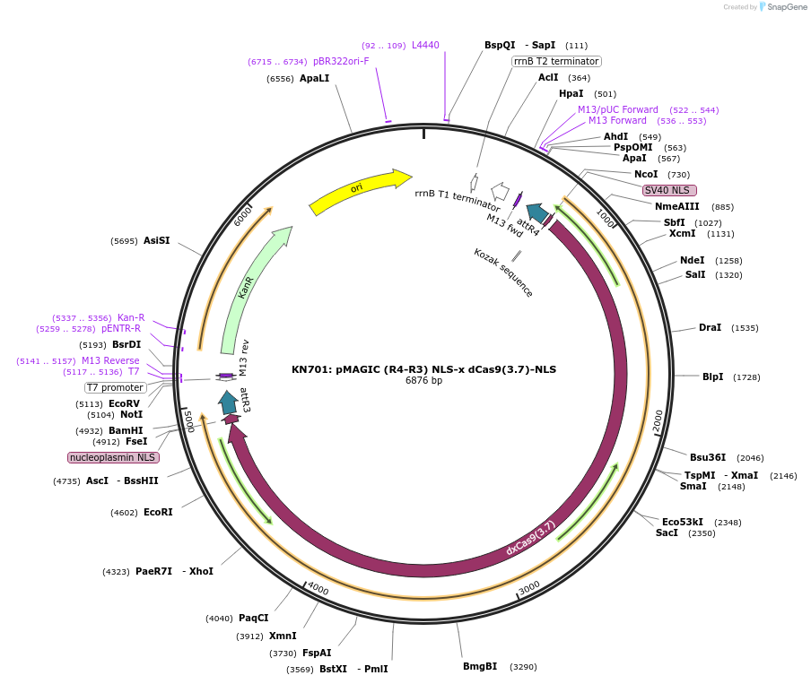 121828-plasmid-map-sequence-id-237382