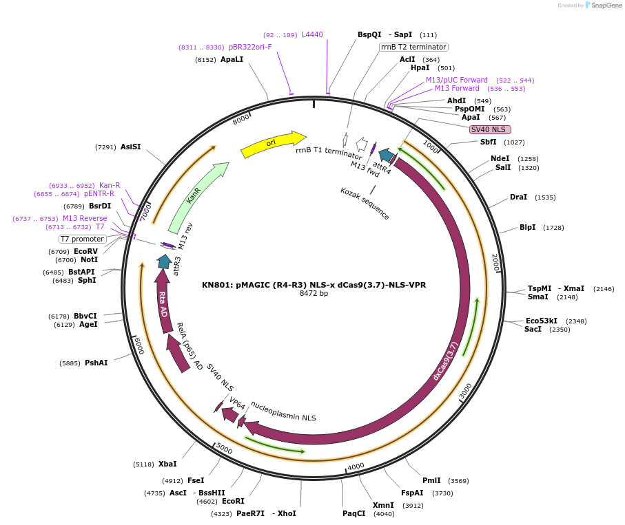121829-plasmid-map-sequence-id-237383