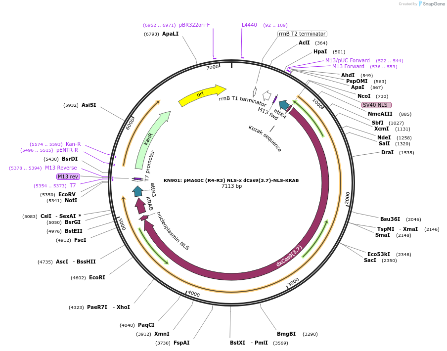 121830-plasmid-map-sequence-id-237384