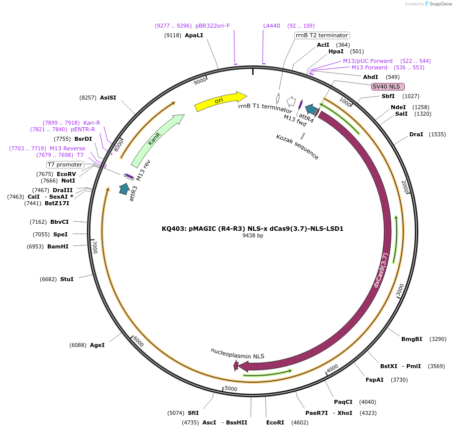 121831-plasmid-map-sequence-id-237385