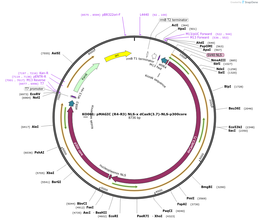 121832-plasmid-map-sequence-id-237386