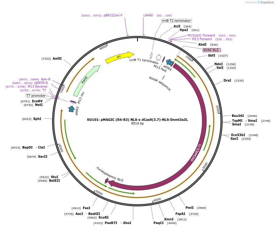 121833-plasmid-map-sequence-id-237387
