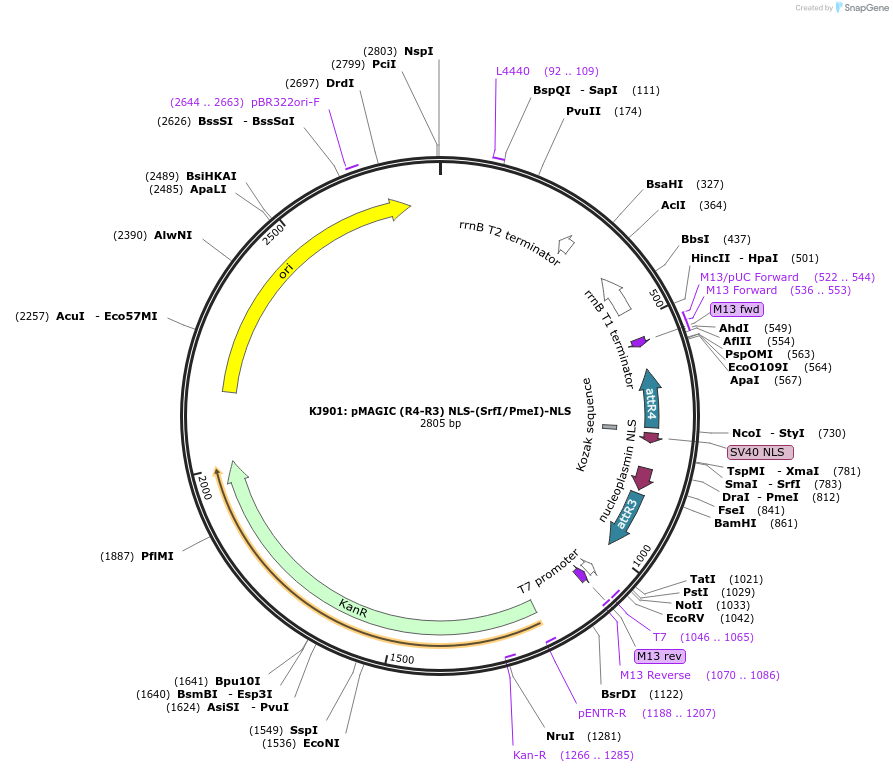 121835-plasmid-map-sequence-id-237389