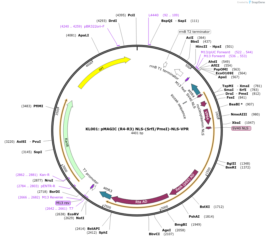 121836-plasmid-map-sequence-id-237390