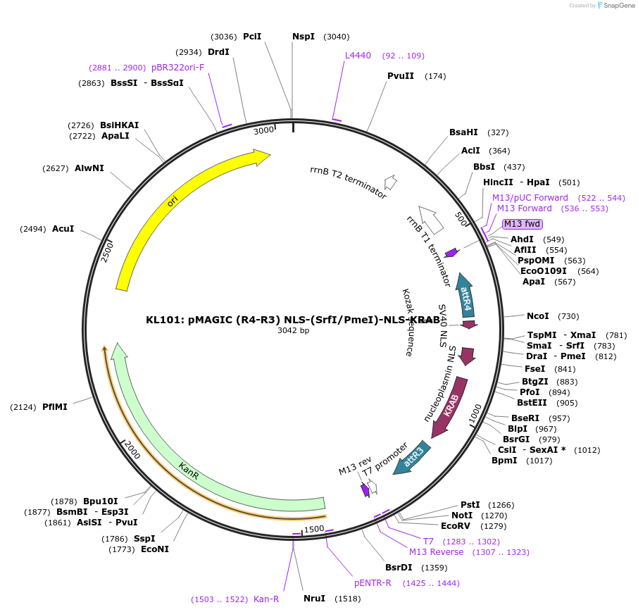 121837-plasmid-map-sequence-id-237391