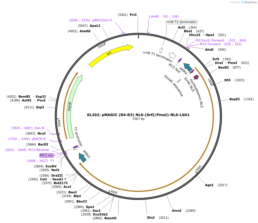 121838-plasmid-map-sequence-id-237392