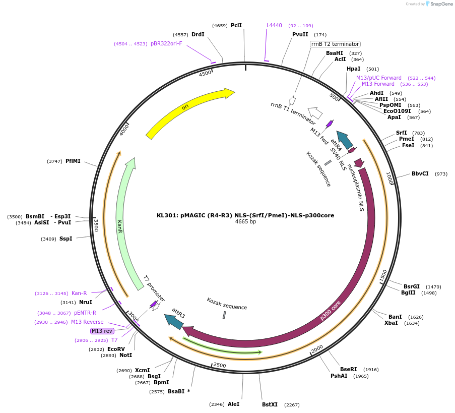 121839-plasmid-map-sequence-id-237393