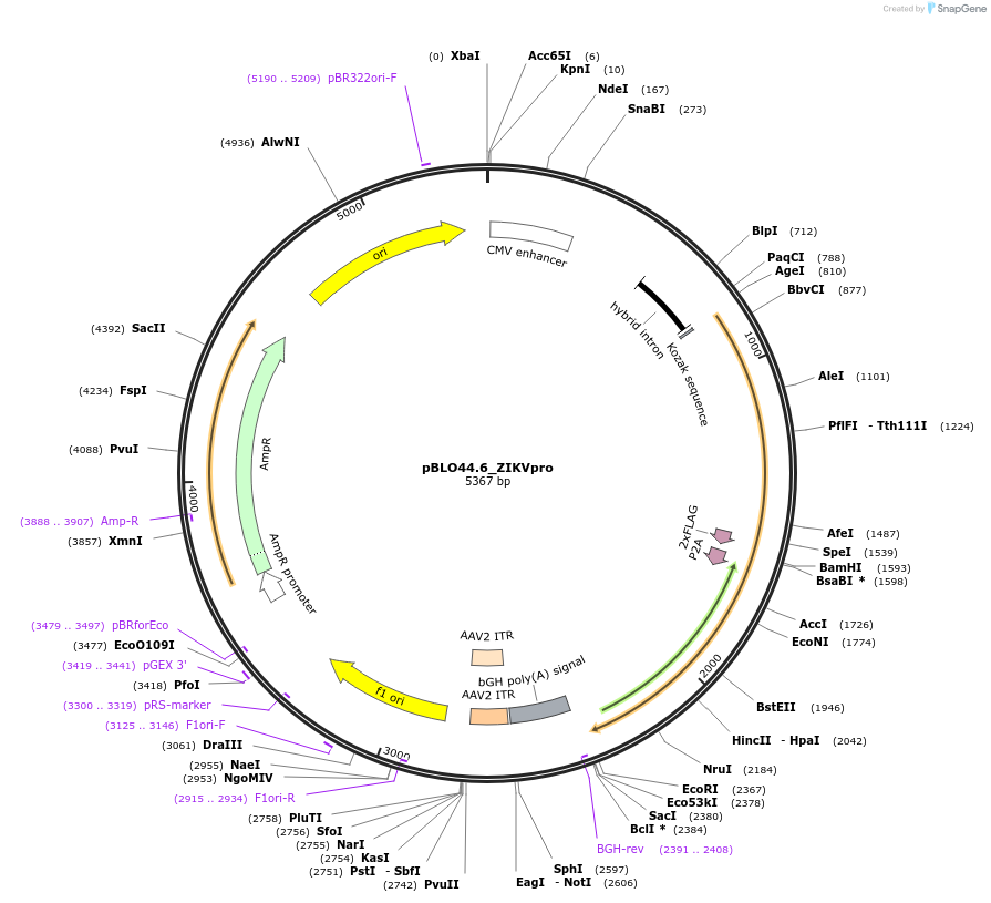 121635-plasmid-map-sequence-id-237420