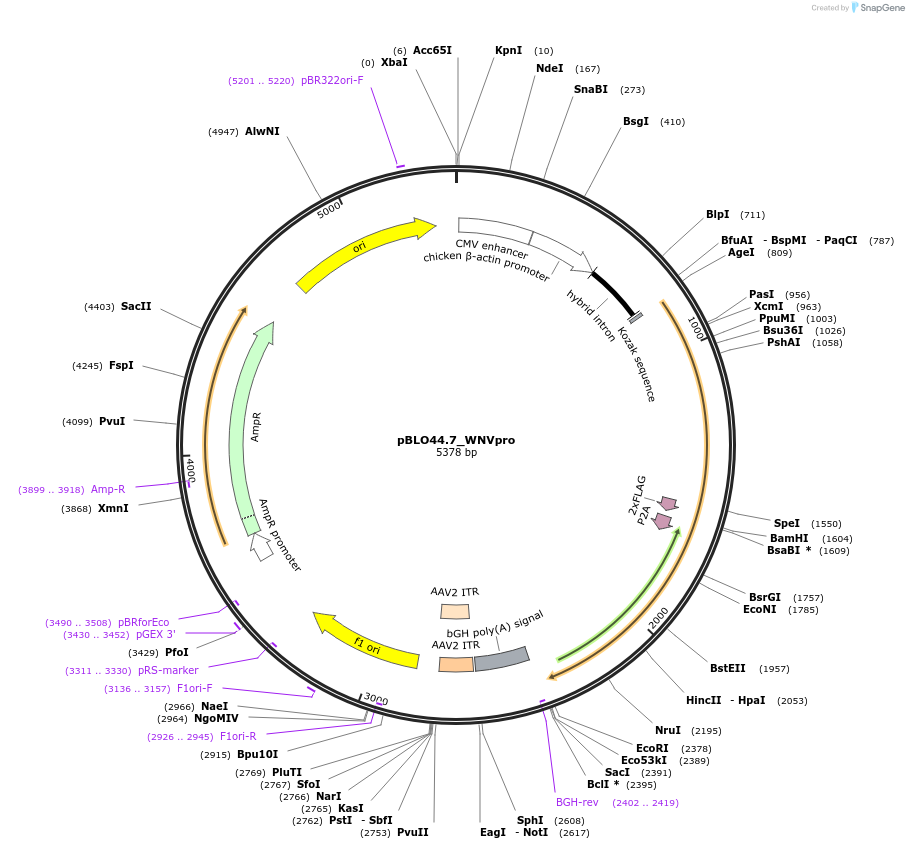 121638-plasmid-map-sequence-id-237421