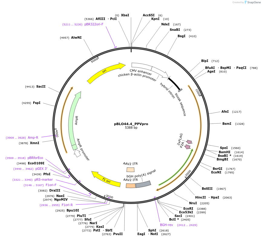 121633-plasmid-map-sequence-id-237426