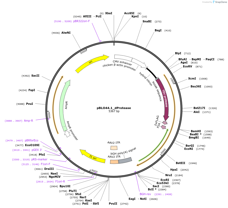 121631-plasmid-map-sequence-id-237427