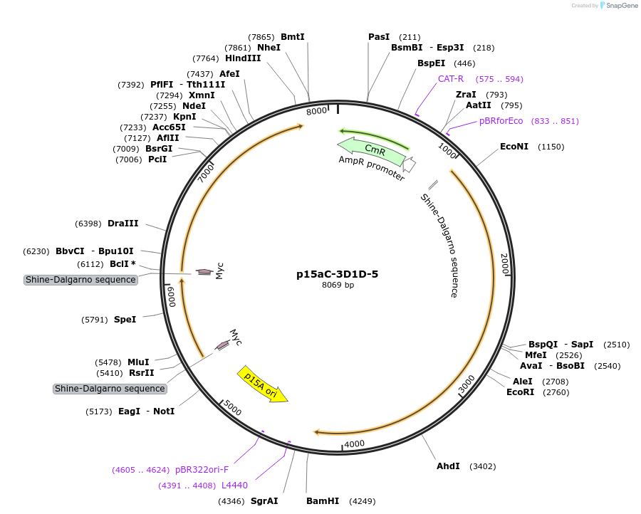 121050-plasmid-map-sequence-id-237447