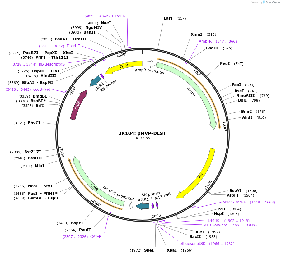 121851-plasmid-map-sequence-id-237462
