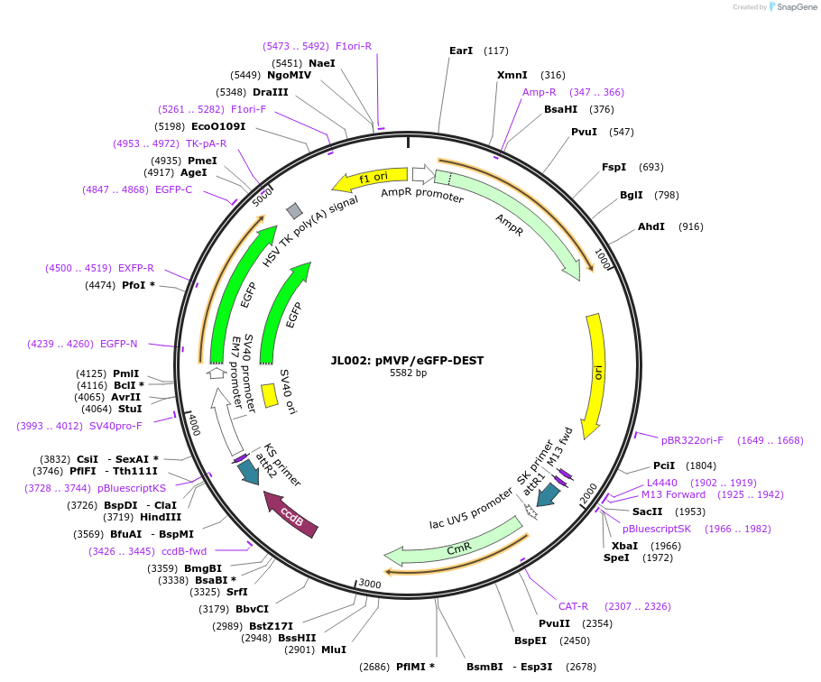 121852-plasmid-map-sequence-id-237463