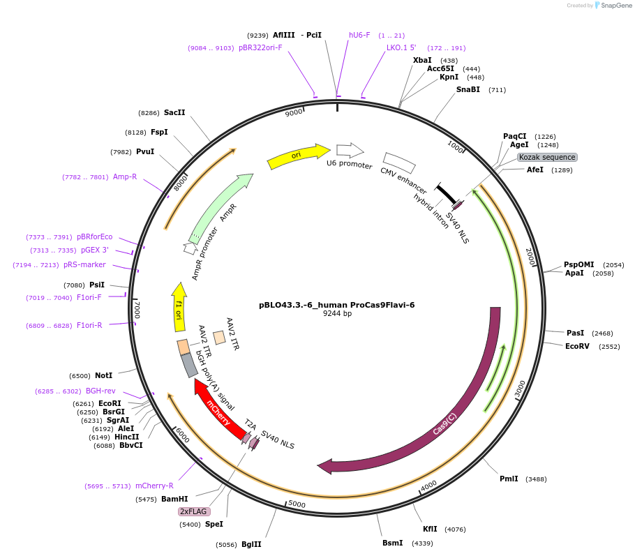 121630-plasmid-map-sequence-id-237464