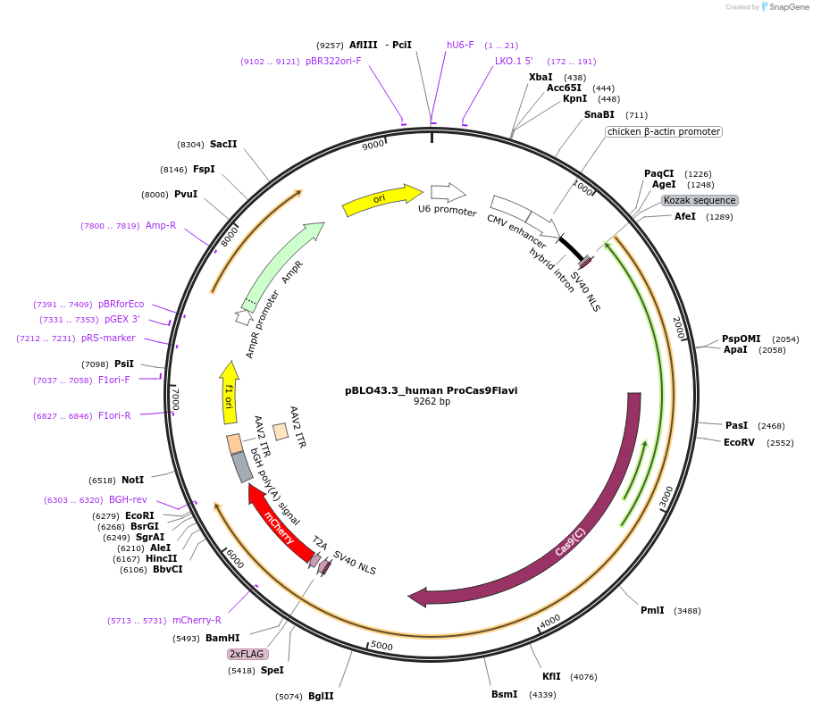 121629-plasmid-map-sequence-id-237467
