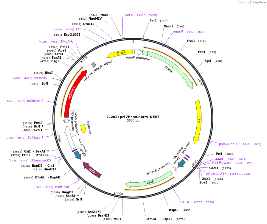 121853-plasmid-map-sequence-id-237468