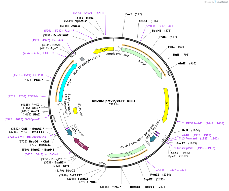 121854-plasmid-map-sequence-id-237473