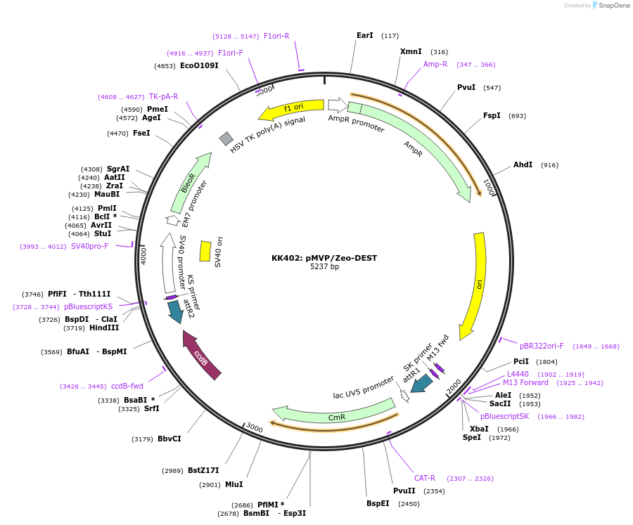 121859-plasmid-map-sequence-id-237480
