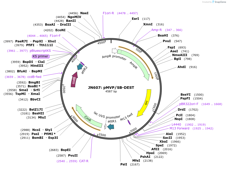 121860-plasmid-map-sequence-id-237484