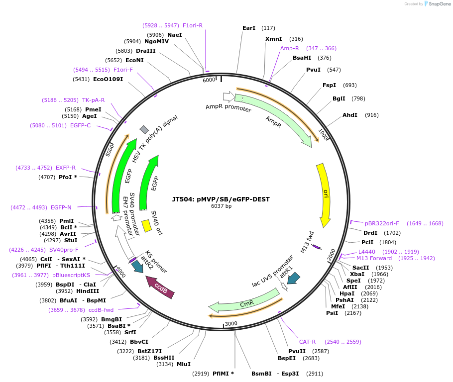 121861-plasmid-map-sequence-id-237485