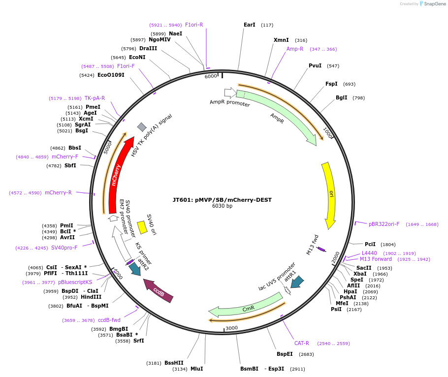 121862-plasmid-map-sequence-id-237487
