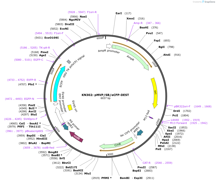 121863-plasmid-map-sequence-id-237488