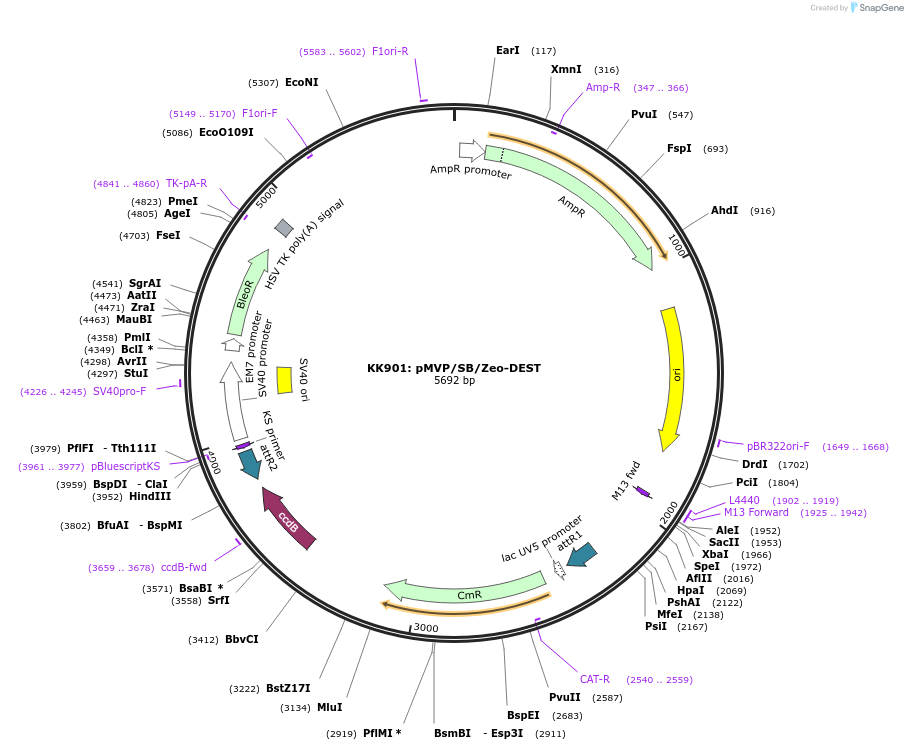121868-plasmid-map-sequence-id-237494