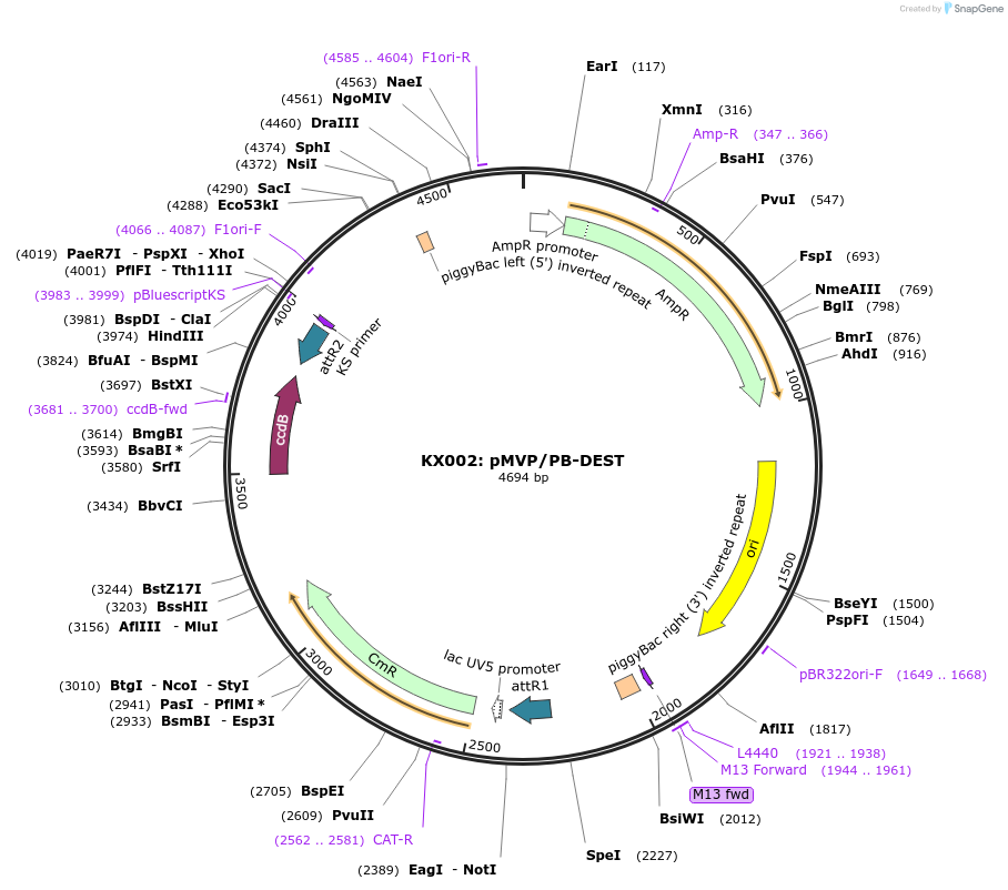 121869-plasmid-map-sequence-id-237496