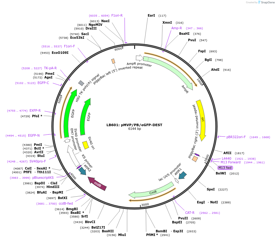 121870-plasmid-map-sequence-id-237497