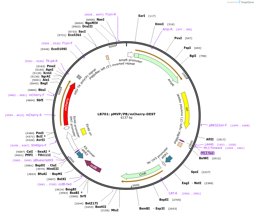 121871-plasmid-map-sequence-id-237498