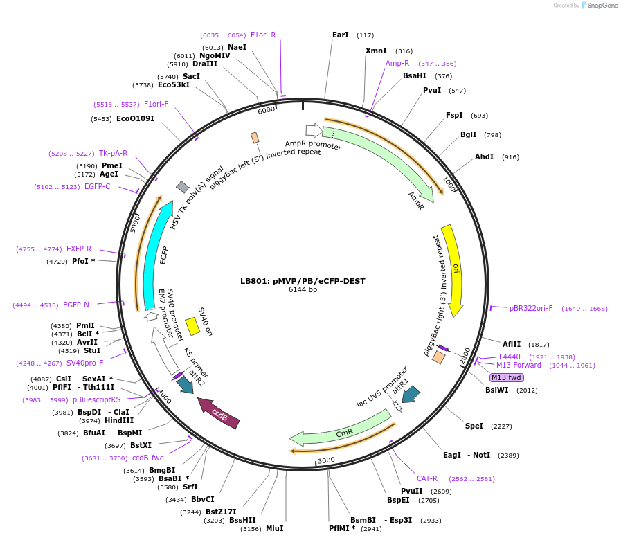 121872-plasmid-map-sequence-id-237499