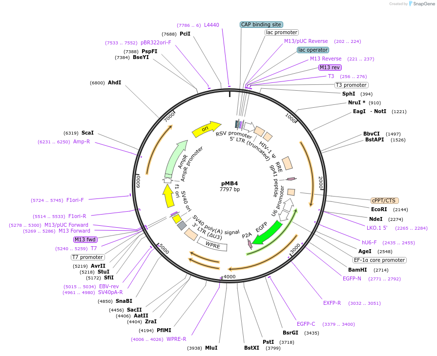 122246-plasmid-map-sequence-id-237509
