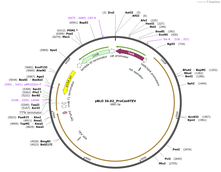 121624-plasmid-map-sequence-id-237526