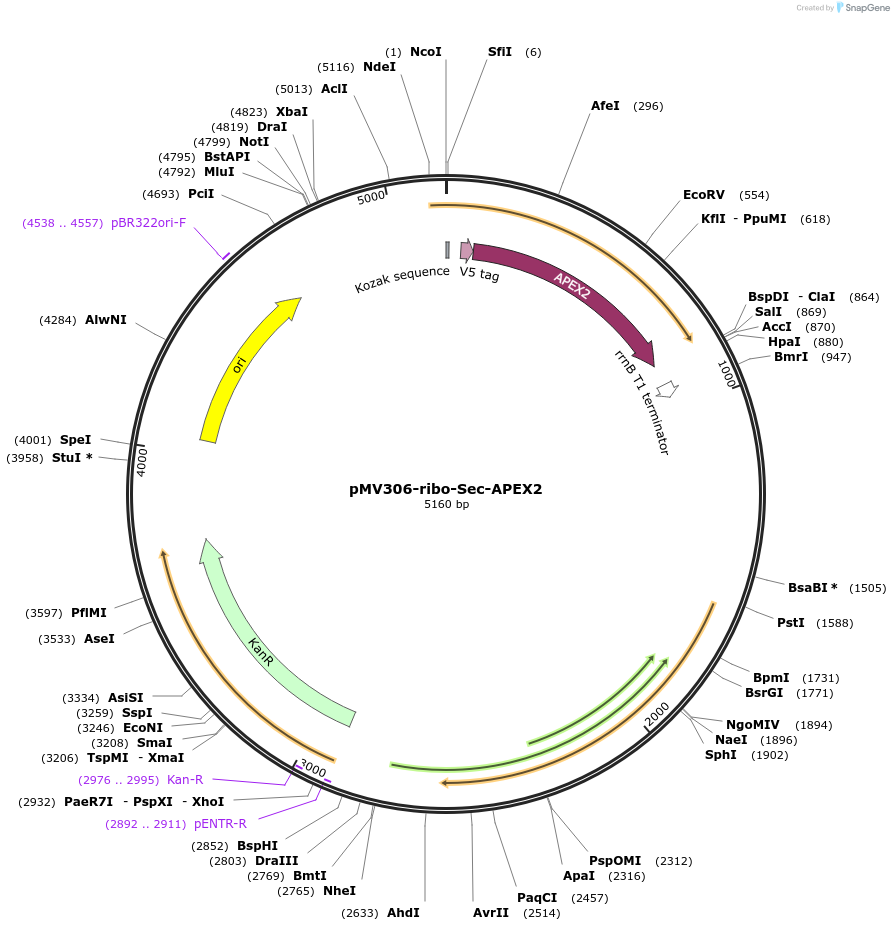 111701-plasmid-map-sequence-id-237529