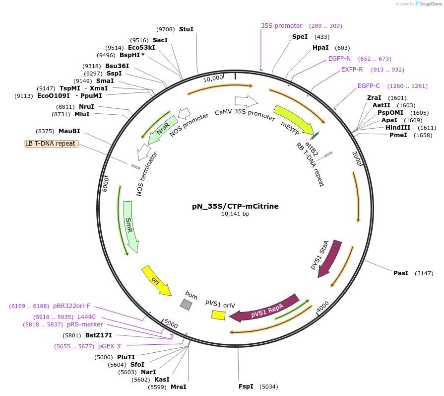 117989-plasmid-map-sequence-id-237533