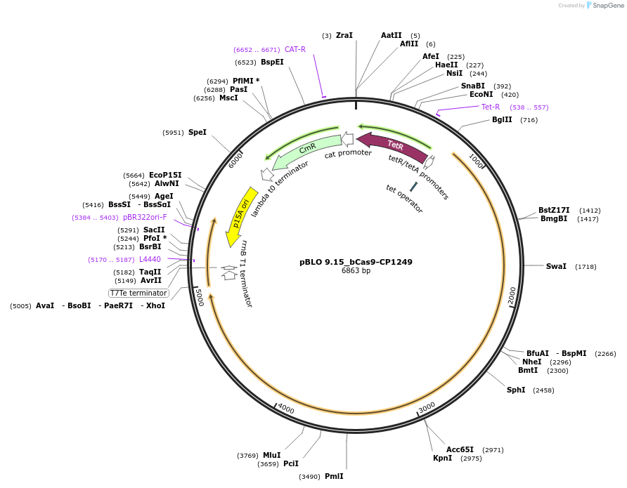 121500-plasmid-map-sequence-id-237537