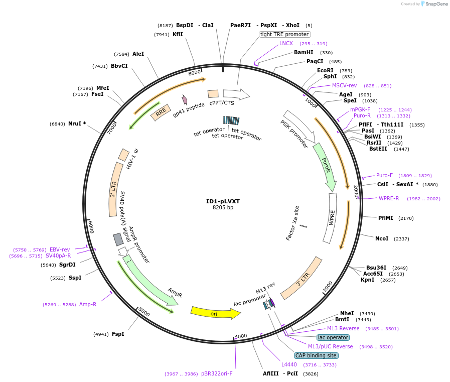 119280-plasmid-map-sequence-id-237539