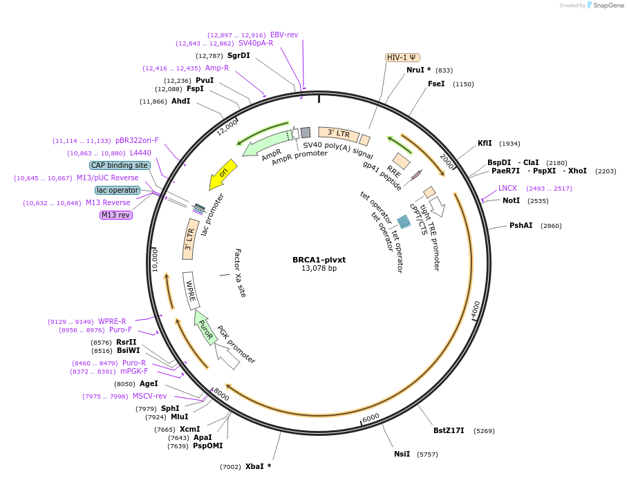 119281-plasmid-map-sequence-id-237541