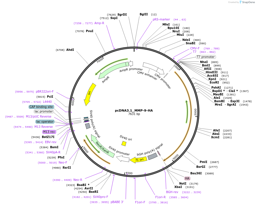 121172-plasmid-map-sequence-id-237543