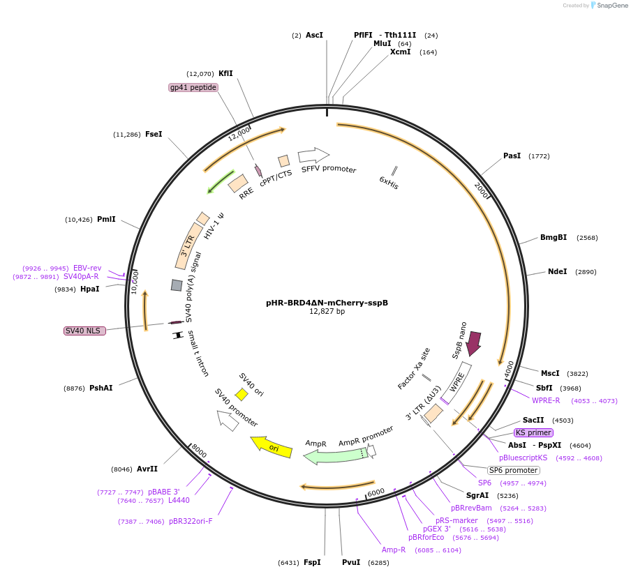 121968-plasmid-map-sequence-id-237552
